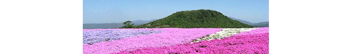 豊根村