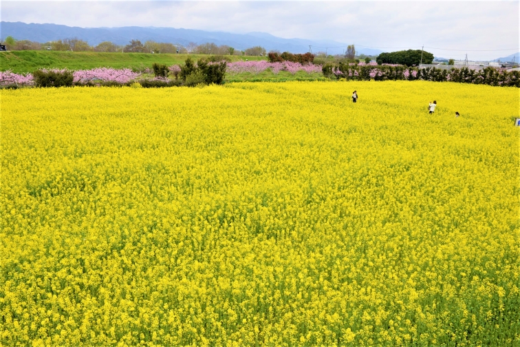 紀の川市