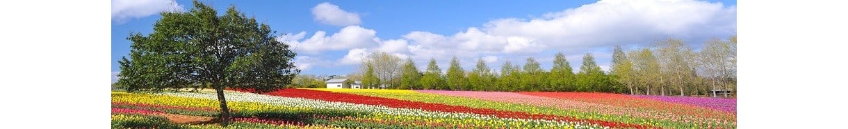 世羅町